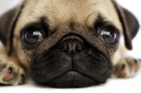 Picture of Pug puppy close up