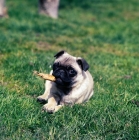 Picture of pug puppy holding a treat