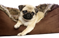 Picture of Pug puppy in dog bed