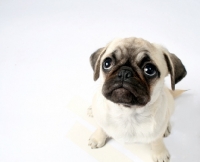 Picture of pug puppy looking sad