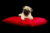 Picture of Pug puppy lying down on pillow