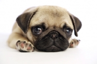 Picture of Pug puppy lying down on white background