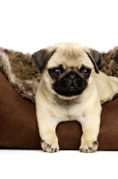 Picture of Pug puppy lying in bed