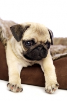 Picture of Pug puppy lying in dog bed