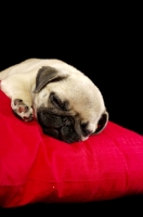 Picture of Pug puppy on asleep