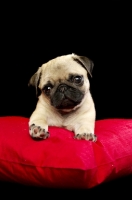 Picture of Pug puppy on cushion