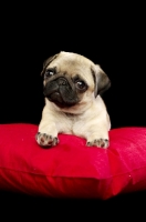 Picture of Pug puppy on pillow