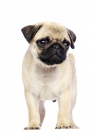 Picture of Pug puppy on white background