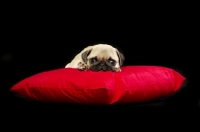 Picture of Pug puppy resting on pillow