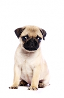 Picture of Pug puppy sitting down