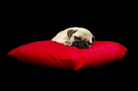 Picture of Pug puppy sleeping on pillow