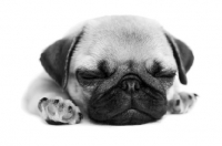 Picture of Pug puppy sleeping