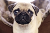 Picture of Pug puppy with bed in background