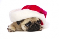 Picture of Pug puppy with christmas hat