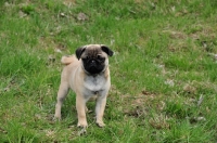 Picture of Pug puppy