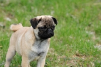 Picture of pug puppy