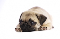 Picture of Pug puppy