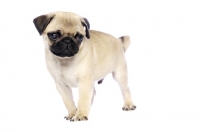 Picture of Pug puppy