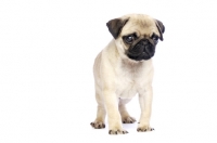 Picture of Pug puppy