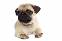 Picture of Pug puppy