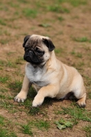 Picture of Pug puppy