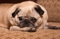 Picture of Pug resting on sofa