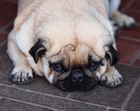 Picture of Pug resting on tiles