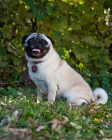 Picture of pug sitting down