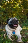 Picture of pug sitting down