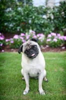 Picture of pug sitting in flowerbed