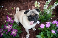 Picture of pug sitting in flowerbed