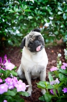 Picture of pug sitting in flowerbed