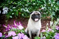 Picture of pug sitting in purple flowers