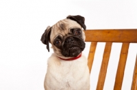 Picture of Pug sitting on chair