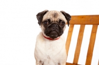 Picture of Pug sitting on chair