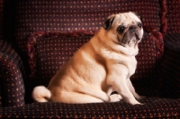 Picture of Pug sitting on chair