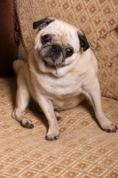 Picture of Pug sitting on chair