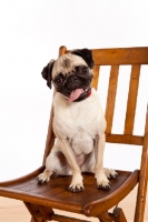 Picture of Pug sitting on chair