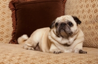 Picture of Pug sitting on couch