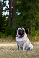 Picture of Pug sitting on grass
