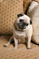 Picture of Pug sitting on sofa