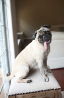 Picture of pug sitting on stool