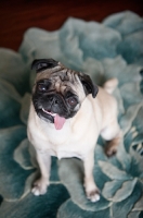 Picture of pug sitting with tongue out