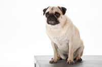 Picture of pug sitting
