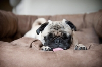 Picture of pug sleeping with tongue out