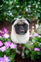 Picture of pug standing in flowers with confused expression