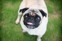 Picture of pug standing in grass