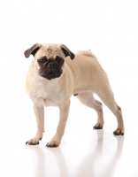 Picture of Pug standing on white background