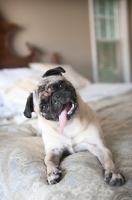 Picture of pug tilting head