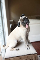 Picture of pug tilting head
